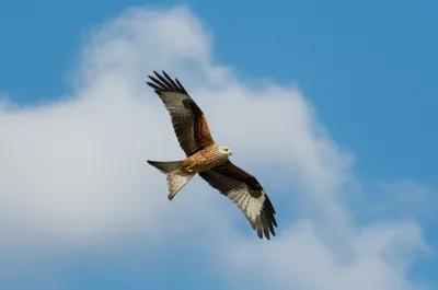 Illustration glider - Image 1