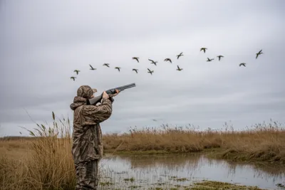 Illustration fowl - Image 1