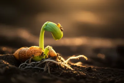 Illustration chit - Image 1