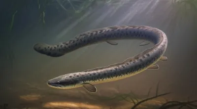 Illustration eels - Image 1