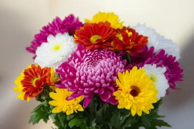 Illustration chrysanth