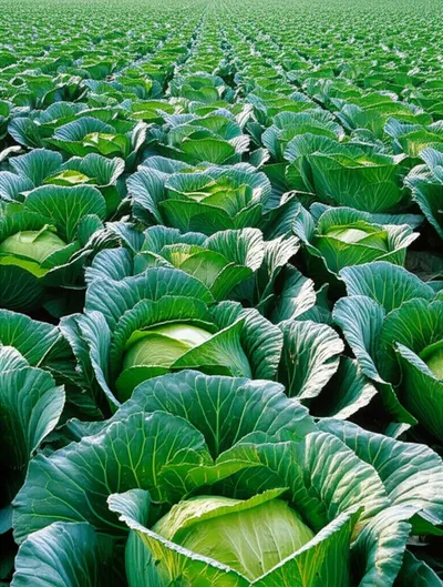 Illustration cabbages - Image 1