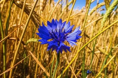 Illustration cornflower