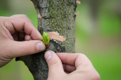 Illustration budding - Image 1