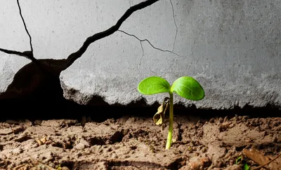 Illustration crippling - Image 1