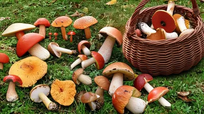 Illustration mushrooming - Image 1