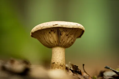 Illustration attached - Image 1