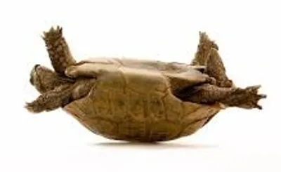 Illustration overturn - Image 2