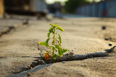 Illustration tolerate