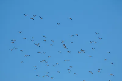 Illustration straggles - Image 1