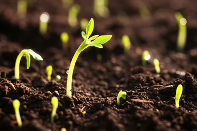 Illustration viable - Image 1