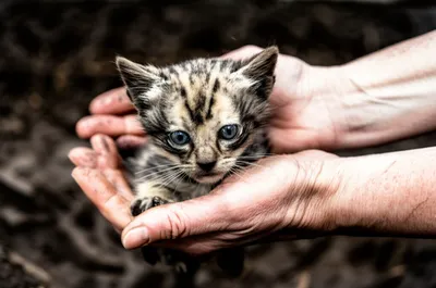 Illustration rescues - Image 1