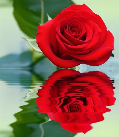 Illustration duplicated - Image 1