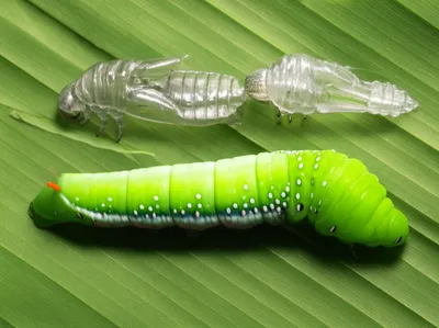 Illustration instar - Image 1