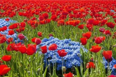 Illustration binomial - Image 1