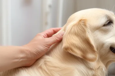 Illustration petting - Image 1