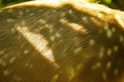 Illustration fawns - Image 1