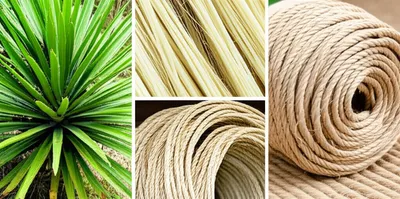 Illustration sisal - Image 1