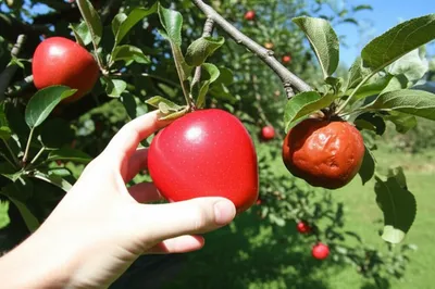 Illustration amiss - Image 1