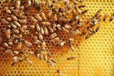 Illustration comb - Image 2