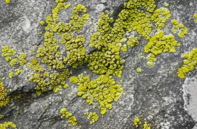 Illustration lichen - Image 1