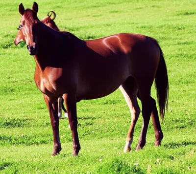 Illustration stint - Image 1