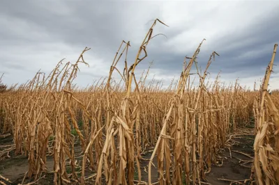 Illustration blighted - Image 1