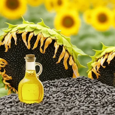 Illustration oilseed - Image 1