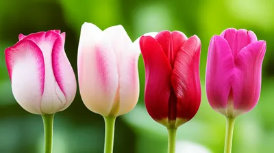 Illustration blooms - Image 1