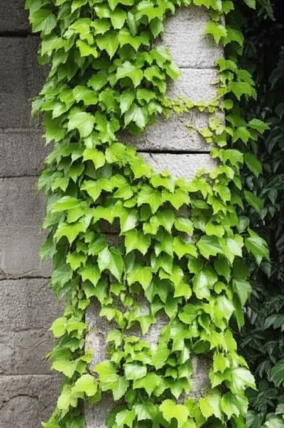 Illustration coiled - Image 1