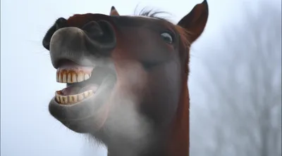 Illustration neigh - Image 1