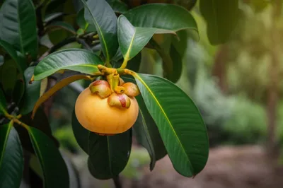 Illustration rata - Image 1