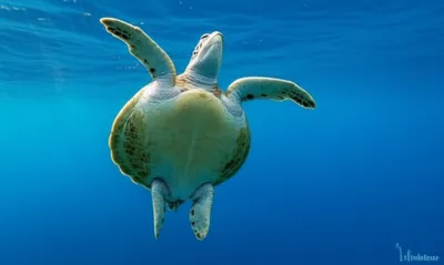 Illustration turtles - Image 1