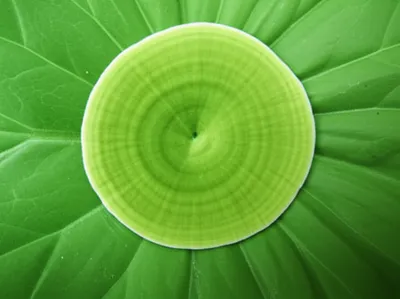 Illustration discs - Image 1