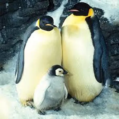 Illustration reproduce - Image 2