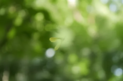 Illustration samara - Image 1