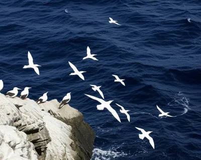 Illustration seagulls