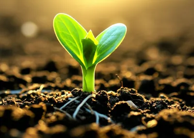 Illustration viable - Image 1