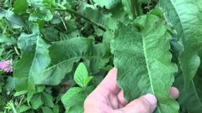 Illustration dock - Image 2