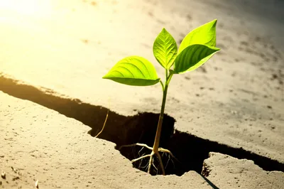 Illustration strengthened - Image 1