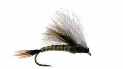 Illustration drake - Image 2