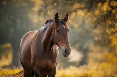 Illustration winds - Image 1