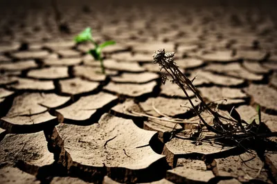 Illustration bloodletting - Image 1