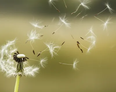 Illustration blown - Image 1