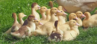 Illustration ducklings - Image 2