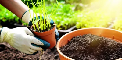 Illustration transplant - Image 1