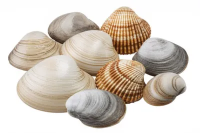 Illustration mussels