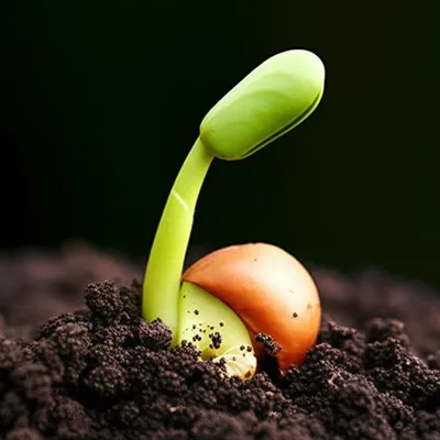 Illustration primitives - Image 1