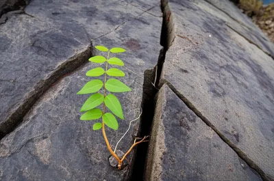 Illustration appreciable