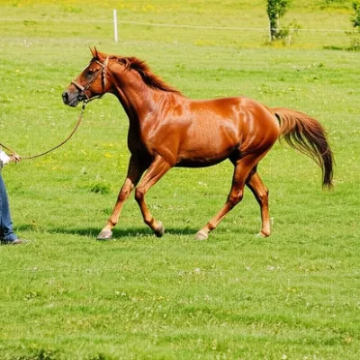 Illustration lunge - Image 1